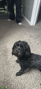 Looking for a stud for Yorkiepoo Listing Image