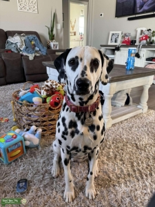 Dalmatian AKC  Listing Image