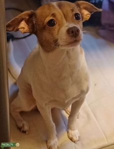 Chihuahua Mix Listing Image