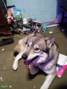 2 year old agouti Siberia husky stud Listing Image