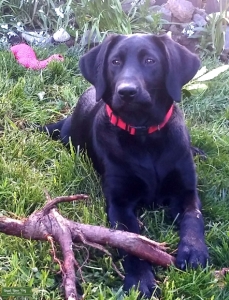 Labrador Retriever bitch Listing Image