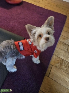 Parti Yorkie Listing Image