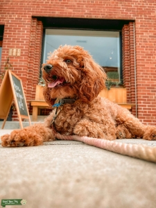 AKC Mini Poodle Stud – Proven Producer Listing Image