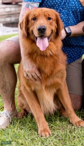 Pure Golden Retriever Stud Listing Image