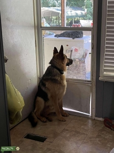 Maverick Black/brown German shepherd  Listing Image