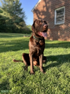 Chocolate Lab Listing Image