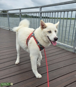 Looking for male Siberian Husky for stud service Listing Image