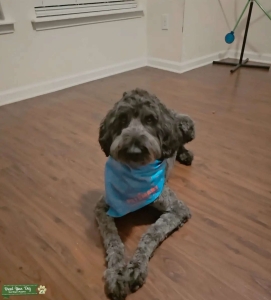 Black Goldendoodle Listing Image