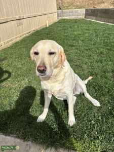 Yellow American Labrador Retriever  Listing Image