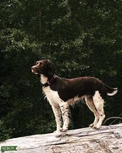Field Bred English Springer Spaniel, Courtenay Listing Image