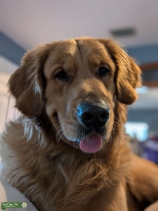 Nugget is looking for his 1st DATE!! ❤️ Listing Image