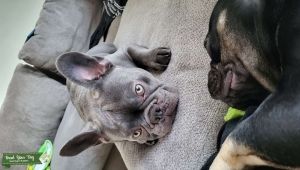 Handsome frenchie Listing Image
