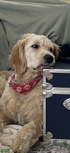 Triple D Looking for Puppy Love Listing Image