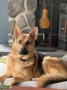 Handsome Saber German Shepherd  Listing Image