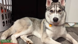 Looking for AKC certified purebred Siberian Husky male with adequate health checks Listing Image
