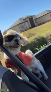 Proven AKC Shih Apso Listing Image
