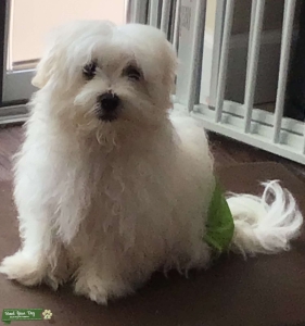 Maltese Male  Listing Image
