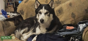 Black and White Husky Listing Image