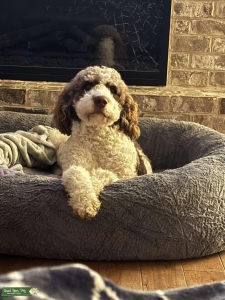 Bernadoodle looking for love! Listing Image