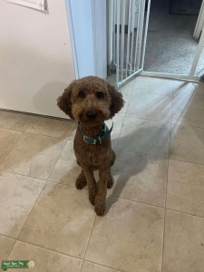 Looking to breed our sweet F1B (38lbs) goldendoodle, Freya! Listing Image