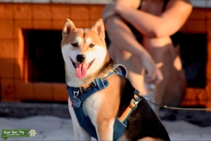 Sesame Shiba inu Listing Image