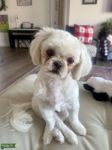 Looking for Shih Tzu Stud Listing Image