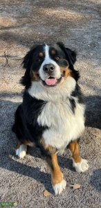 Bernese Mountain Dog Stud Listing Image
