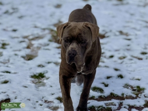 Cane Corso Stud Listing Image