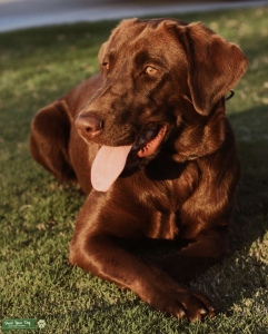 Female AKC Labrador looking for Stud Listing Image