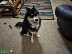 Woolly Husky for stud Listing Image