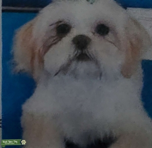 White Female Shih Tzu Listing Image