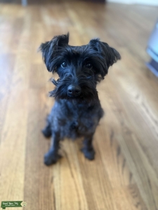 Female miniature schnauzer  Listing Image