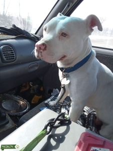 Red nose pit  Listing Image