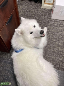 AKC Samoyed Listing Image