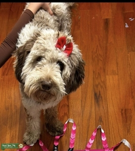 Goldendoodle Listing Image