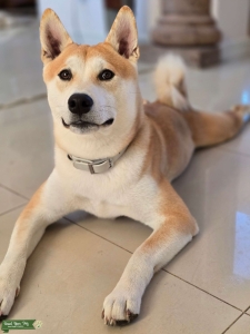 Energetic Athletic Shiba Stud Listing Image