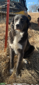 Blue Bernese Mountain Dog Listing Image