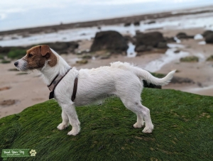 Looking for Jack Russell Parson Russell stud dog Listing Image