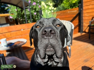 Female black Cane Corso Listing Image