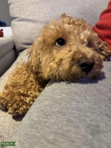 F1 Maltipoo Listing Image