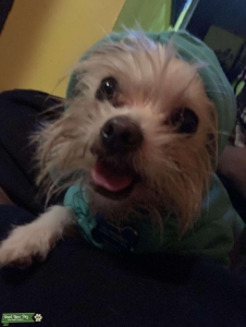 Looking for female dog  Listing Image