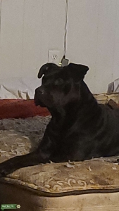 Pure Black Pitbull Listing Image