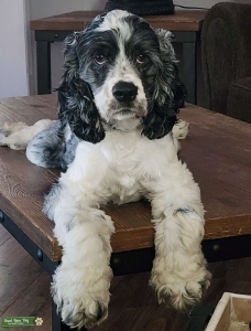Blue Merle Cocker Stud Listing Image