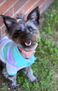 Tiny, Sweet Girl looking for a mate Listing Image