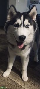 Male Needed Listing Image