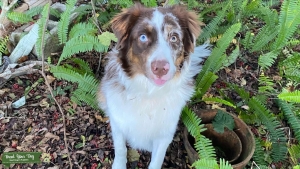Stud Australian Shepherd  Listing Image