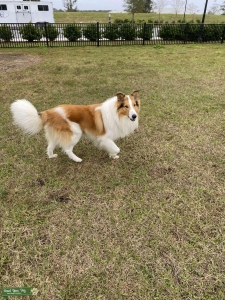 Sable Rough Collie  Listing Image