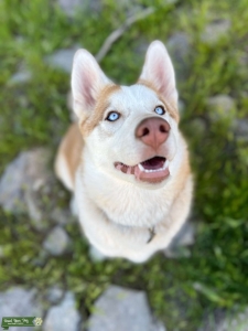 Looking for a Pomsky male Listing Image