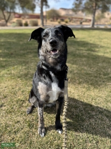 Medium-Sized Aussie Lab Mix – Smart & Affectionate, Seeking a Compatible Stud Listing Image