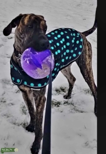 Great Dane Stud Listing Image